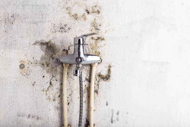 Best Health and Safety Mold Remediation in Ferry Pass, FL