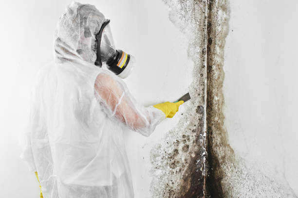 Best Localized Mold Remediation (e.g., coastal areas, humid climates) in Ferry Pass, FL