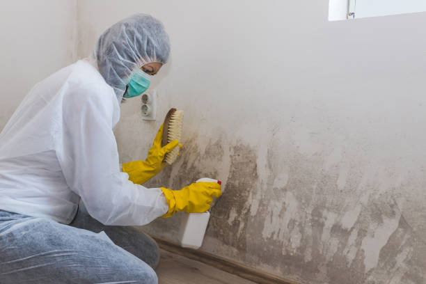 Best HVAC Mold Remediation in Ferry Pass, FL