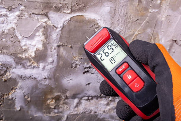 Best Basement Mold Remediation in Ferry Pass, FL