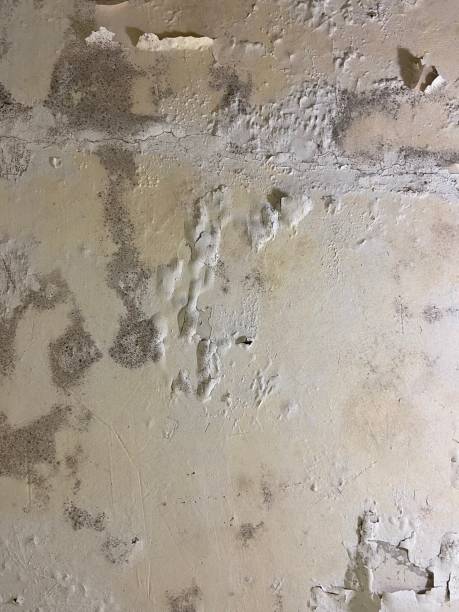 Best Black Mold Remediation in Ferry Pass, FL