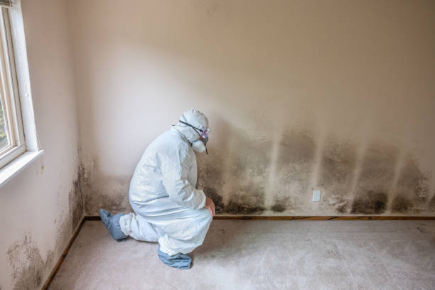 Best Insurance-Related Mold Remediation in Ferry Pass, FL