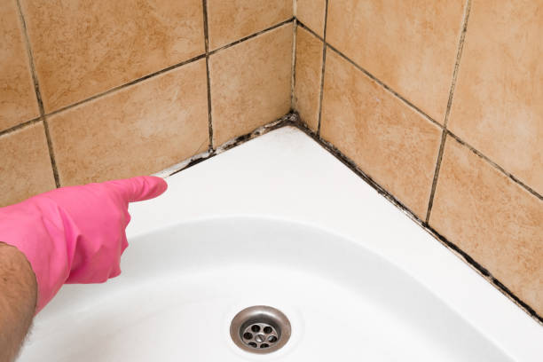 Best Emergency Mold Remediation in Ferry Pass, FL