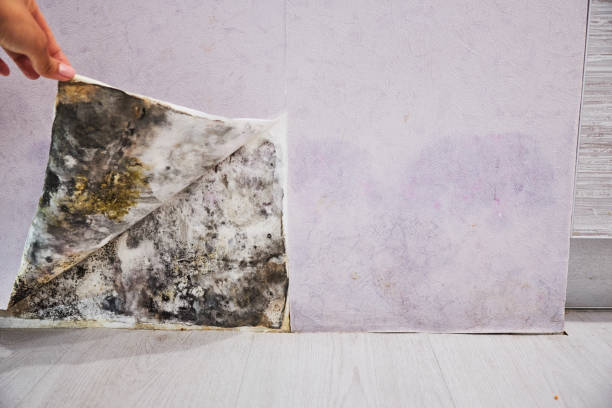 Best Black Mold Remediation in Ferry Pass, FL